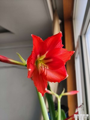【雕刻时光】+ 花花花花花