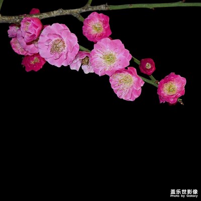 初春 旖旎 繁花似锦