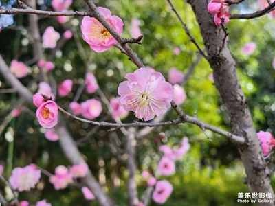 【雕刻时光】+ 春日小花