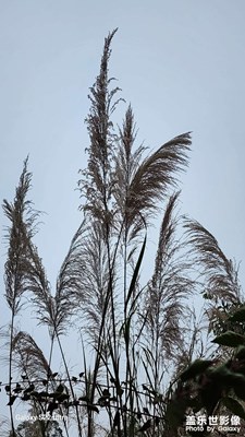 竹芦