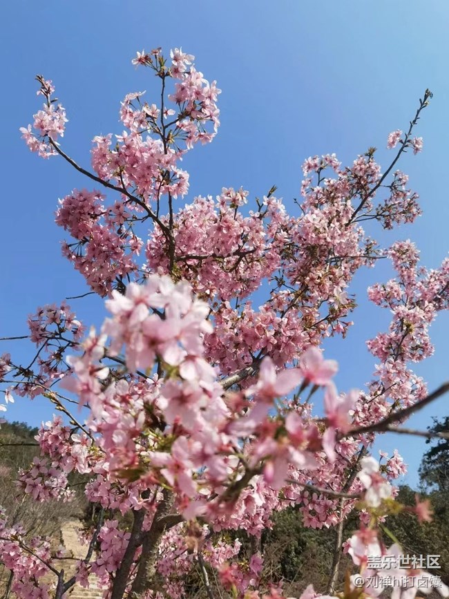 【春暖花开】桃花岛