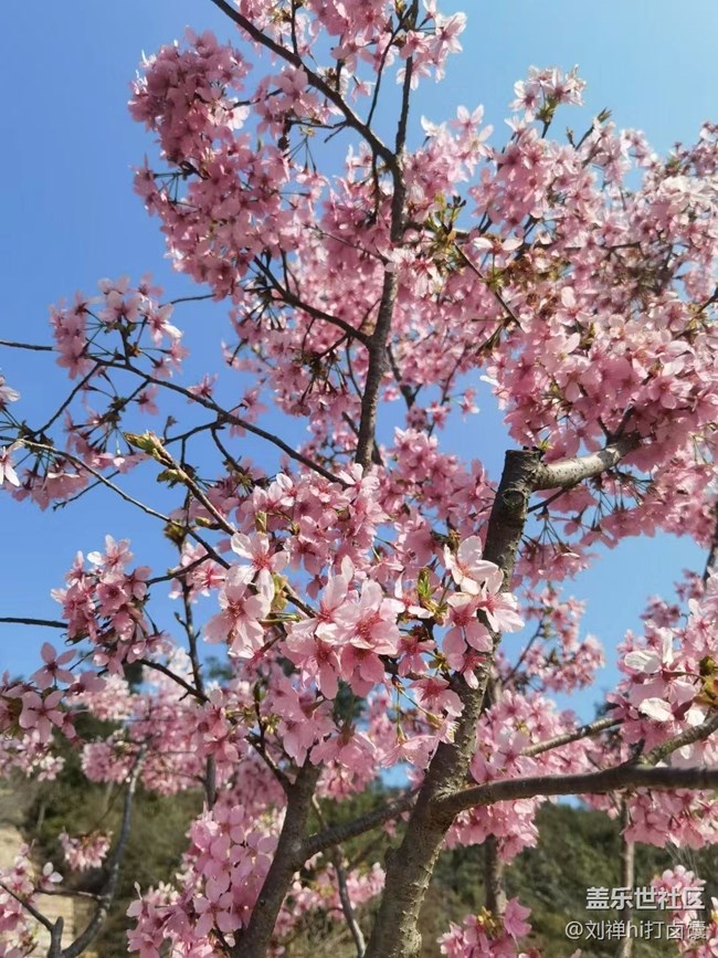 【春暖花开】桃花岛
