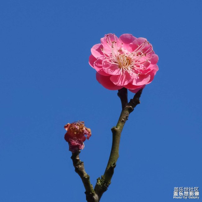 精品大咖秀 第三十五期：龙抬头