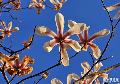 【雕刻时光】+ 玉兰花开