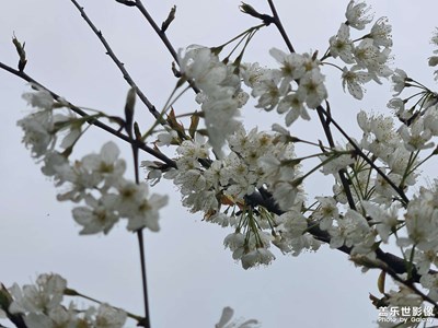 【雕刻时光】+繁花开
