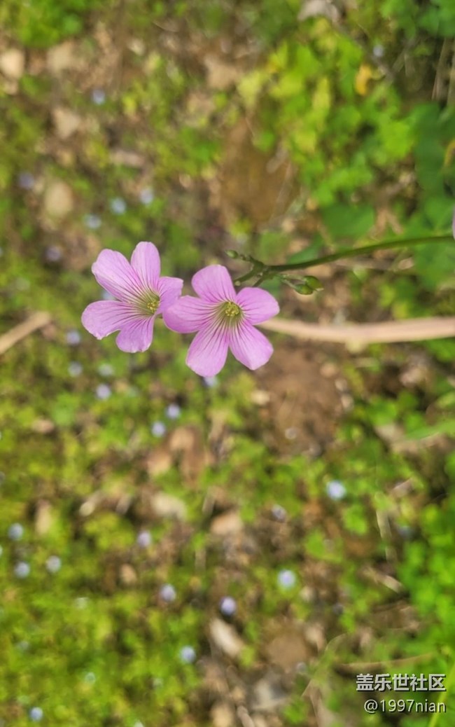 #初春时节——小野花