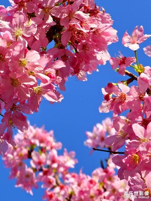 【三月芳菲】花满天