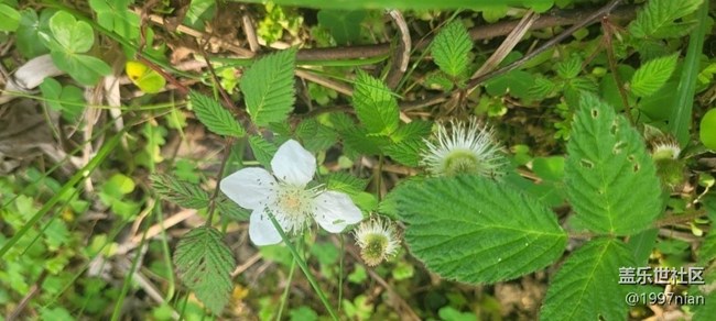 #初春时节——小野花