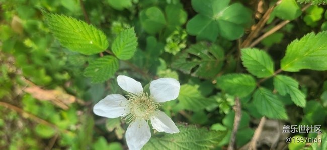 #初春时节——小野花