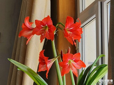 【三月芳菲】+朱顶红花开