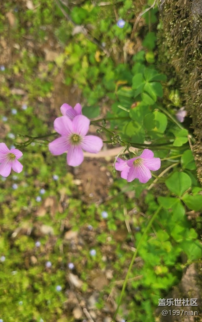 #初春时节——小野花