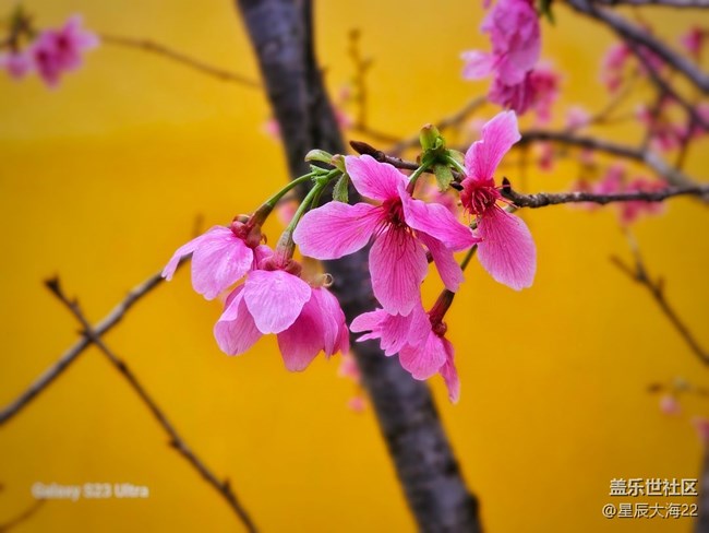 【万物复苏的春天】+樱花怒放