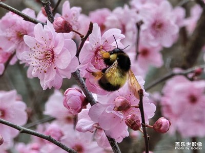 【三月芳菲】竹外桃花三两枝