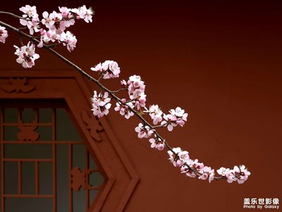 【三月芳菲】津门桃花始盛开