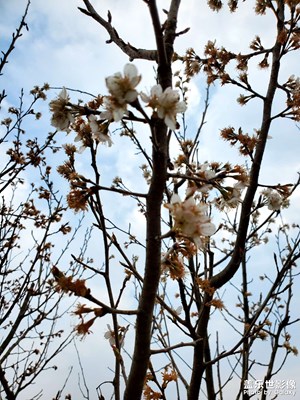 【三月芳菲】+田园生活