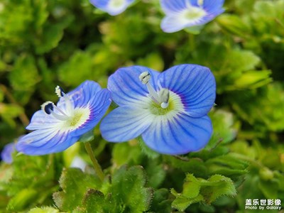 【三月芳菲】+花开