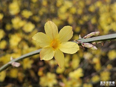 【三月芳菲】迎春花开早