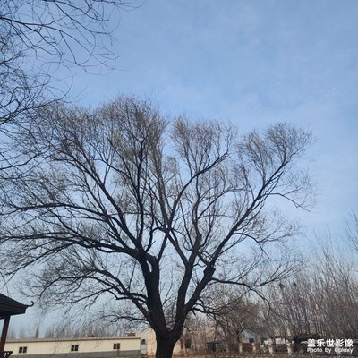三月芳菲 随手拍