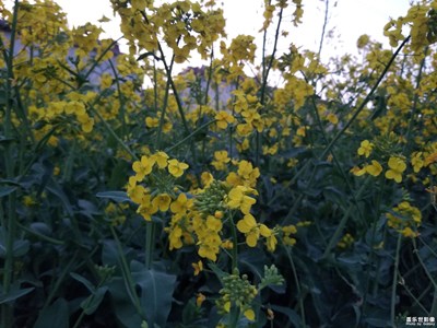 油菜