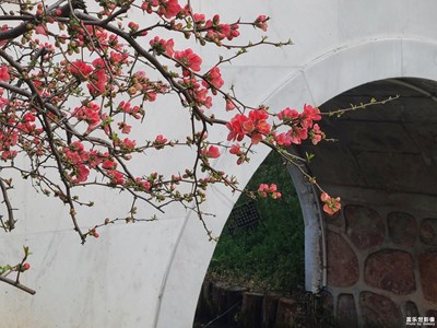 【三月芳菲】+三月花开