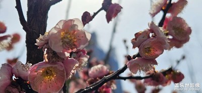 【三月芳菲】+逛公园
