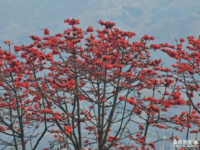 【三月芳菲】木棉花开