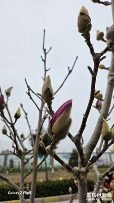 【三月芳菲】当春乃发生