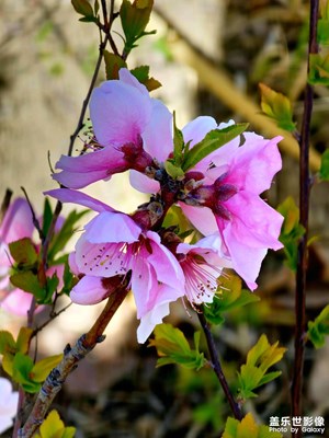 【三月芳菲】三月春花渐次醒