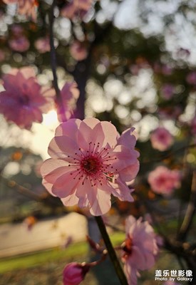 【三月芳菲】+梅花盛开