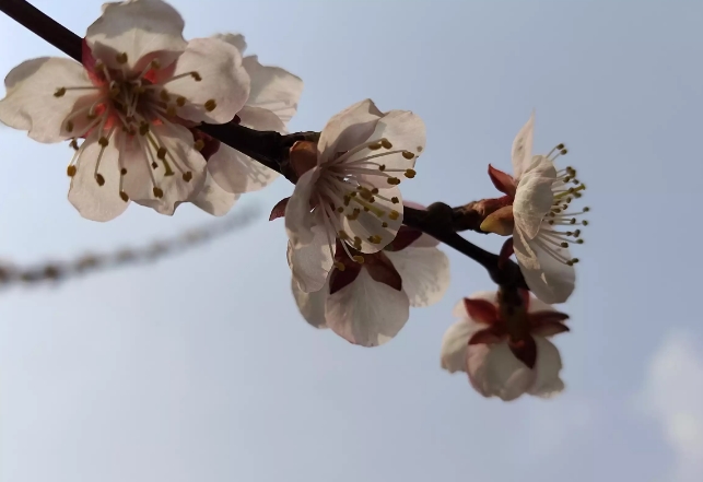 【春暖花开】绽放美丽时刻