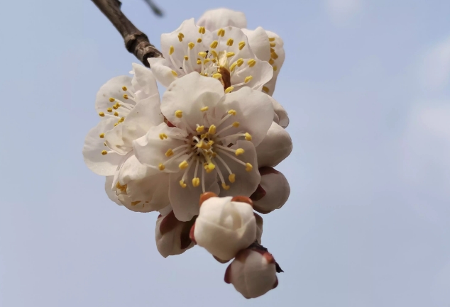【春暖花开】绽放美丽时刻