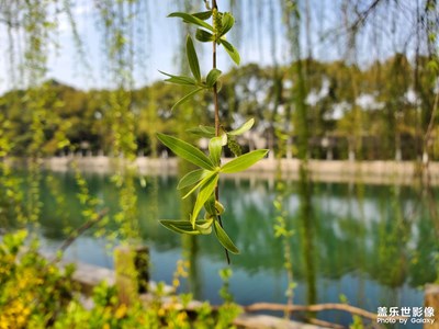 【醉春山】春日随拍