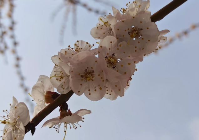 【春暖花开】绽放美丽时刻