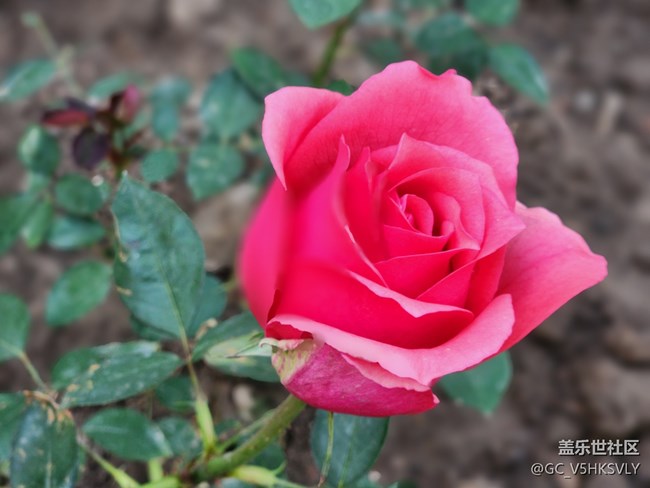 #初春时节——花