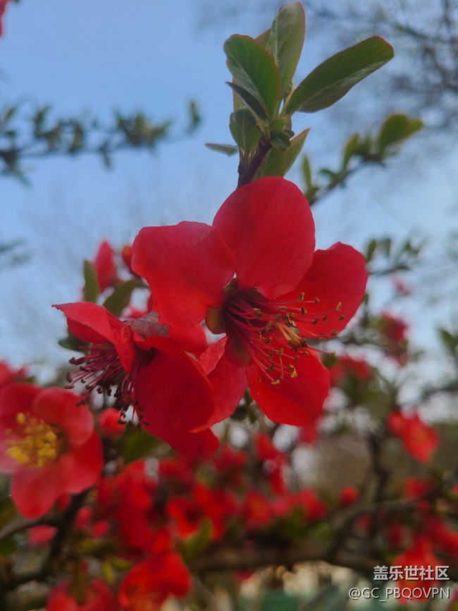 【春暖花开】美丽的花
