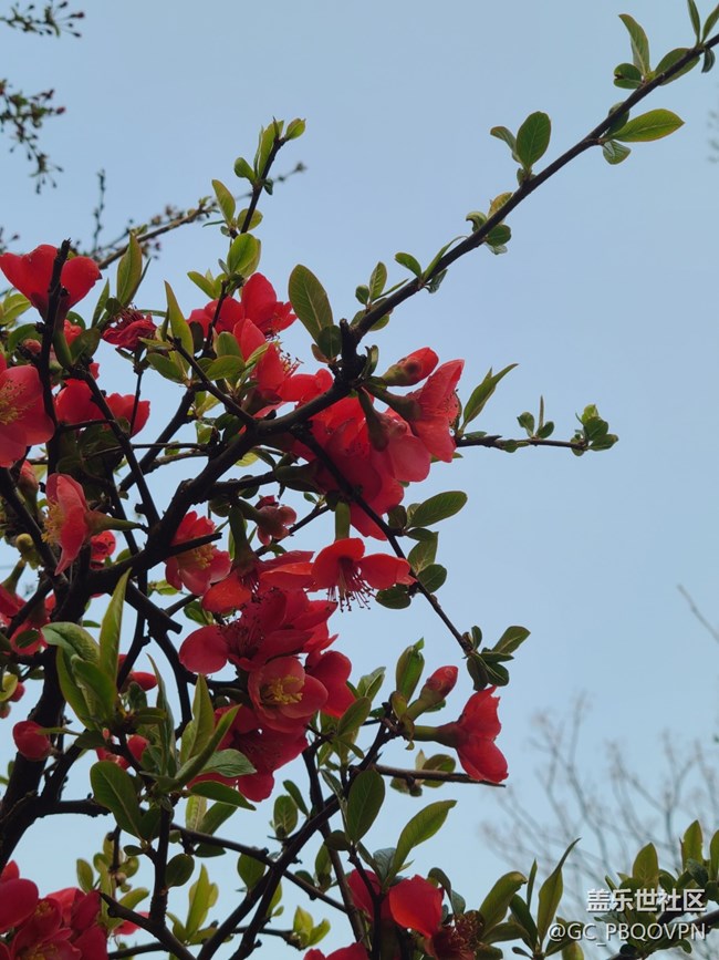 【春暖花开】美丽的花
