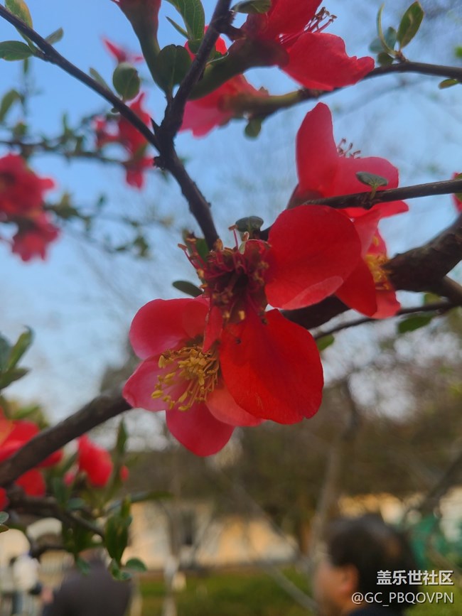 【春暖花开】美丽的花