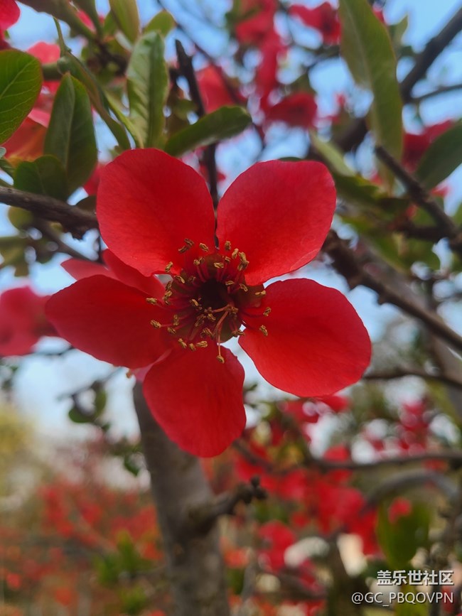 【春暖花开】美丽的花