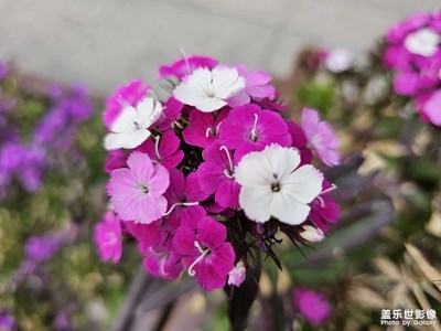 【醉春山】花开