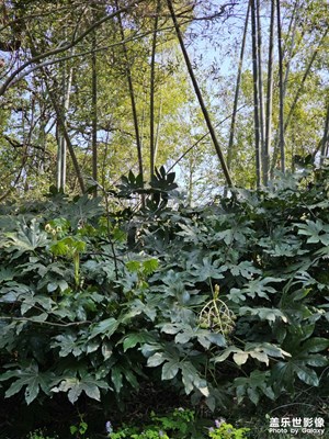 【醉春山】登高望远