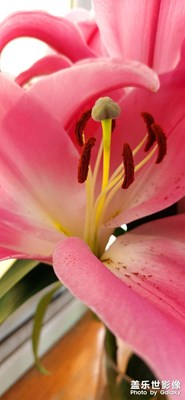 【眼界视界】+鲜花特写