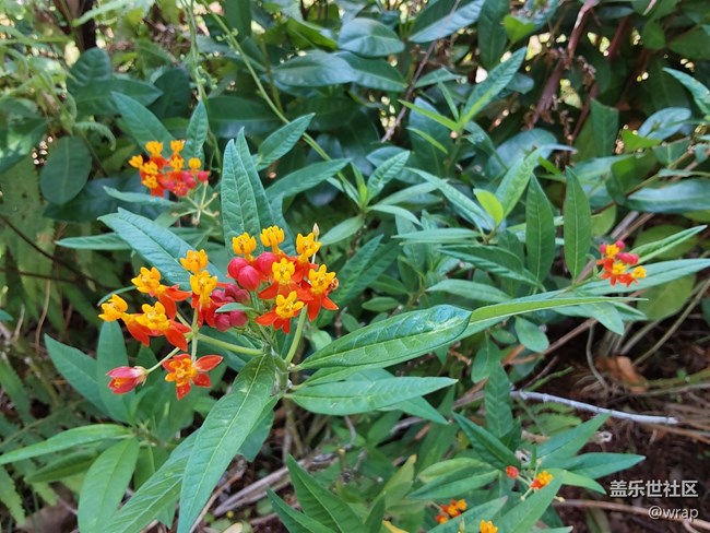 【春日元气】开花了
