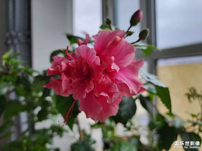 【眼界视界】+ 鲜花盛开
