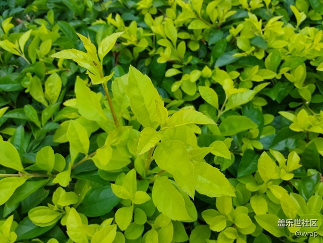 【春日元气】开花了