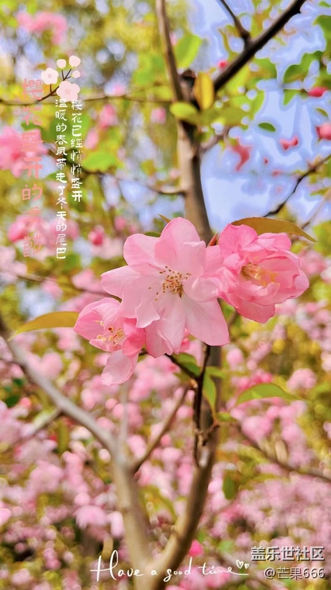 #初春时节——樱花绽放