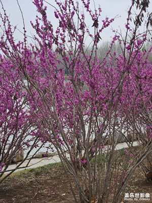 【醉春山】+公园春花