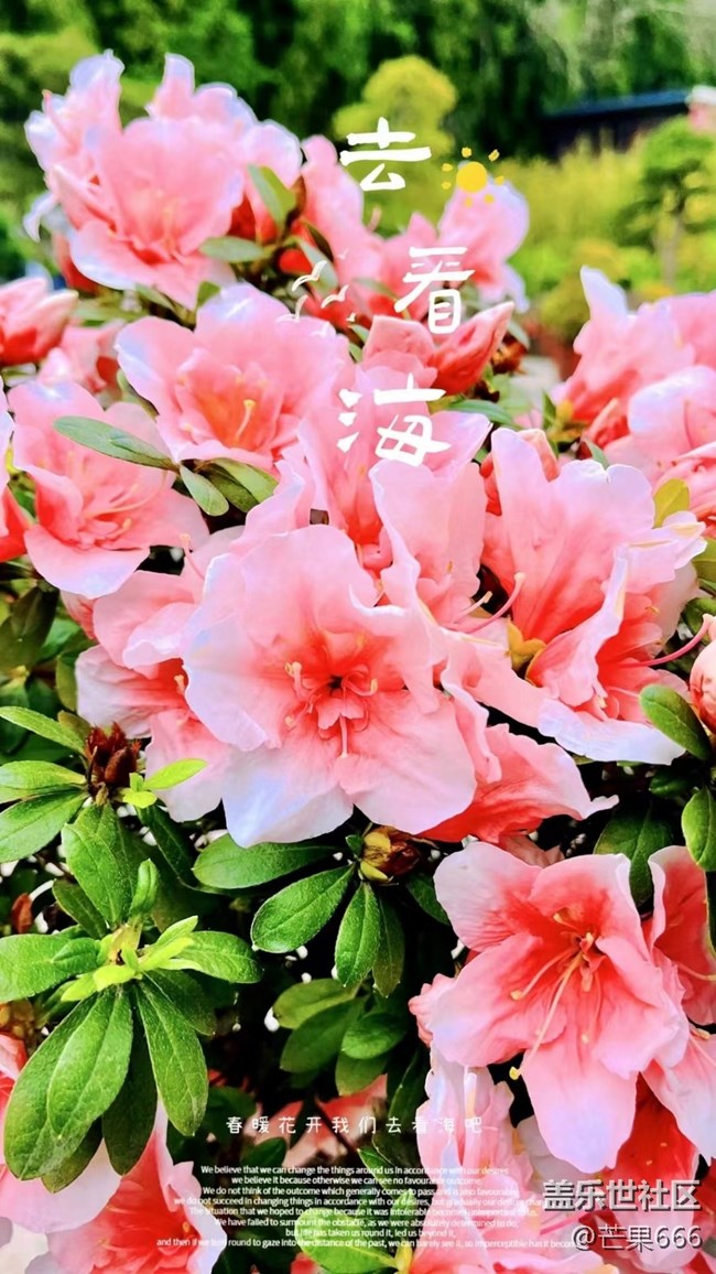 #初春时节——樱花绽放