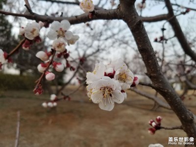 【醉春山】杏花开了