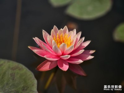 【醉春山】+公园里睡莲开了