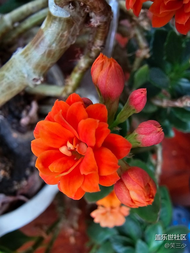 【春暖花开】+圣诞伽蓝菜